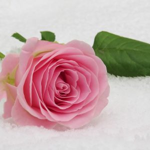 Mawar Merah muda / Pink Rose (10 roses)